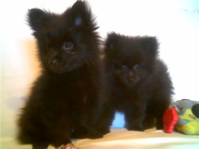 AdorableBlackPomeranianPuppies